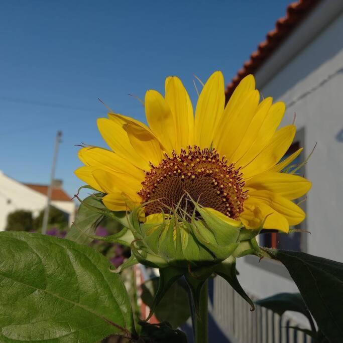 Sunflower Guest House - Madalena - Pico Sao Caetano  Esterno foto